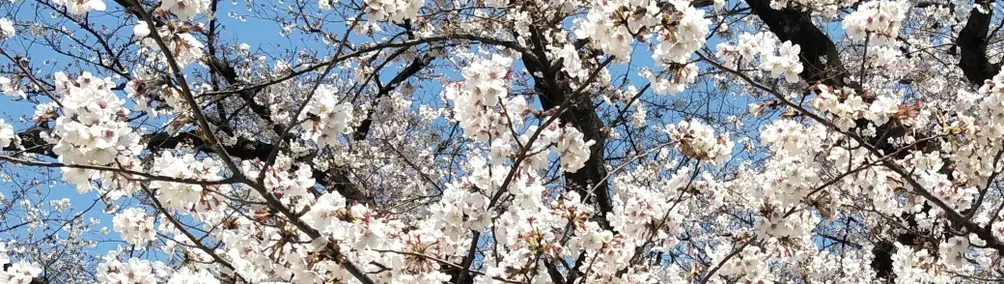 雞蛋艾琳的沙龍