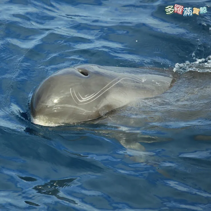 多羅滿賞鯨 小虎鯨