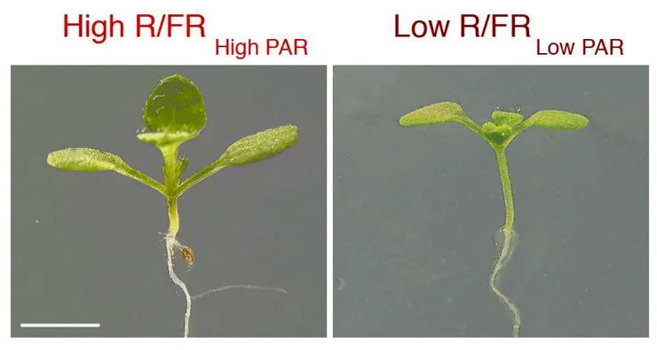 被低紅光啟動陰影趨避(右)與正常光(左)下的阿拉伯芥幼苗。 圖片取自期刊。