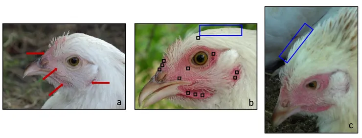 雞會臉紅。左：休息狀態。中：被捉。右：洗澡。圖片取自期刊