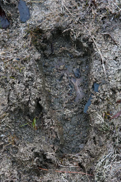 安大略省發現疑似大腳怪的腳印