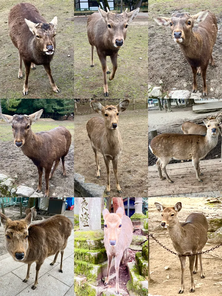 這九張鹿照捕捉了我們四目交接的瞬間 作者拍攝