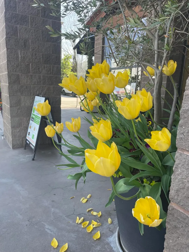 沒有一朵花，從一開始就是花。沒有一份工作一開始就是完美的，當無法抱怨環境時，唯一能做的是好好滋養自己，努力經營當下，直至未來明朗。