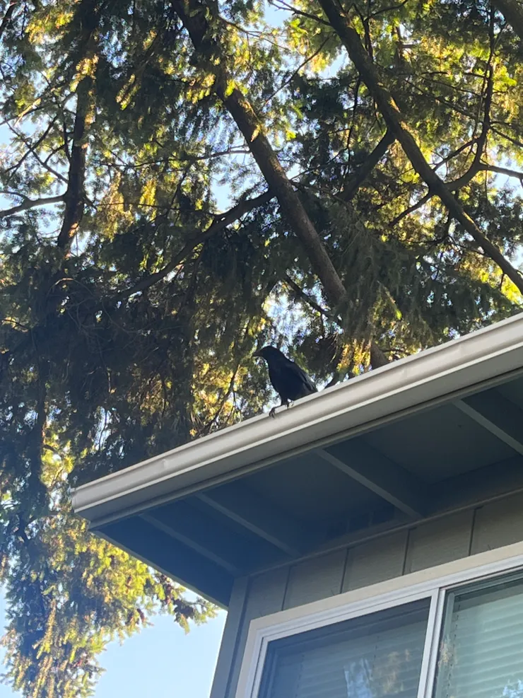 ▲烏鴉停靠屋簷休憩，約翰松隨風落下松果