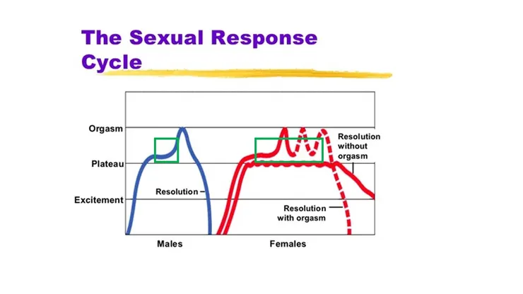 會陰高潮會出現在性高潮附近 (綠框)。女生比男生還要容易感受到。原圖經過改編