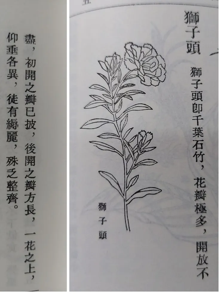 獅子頭,是重瓣石竹,即今天之康乃馨。也應該是瞿麥中最美的一種。出自《植物名實圖考》