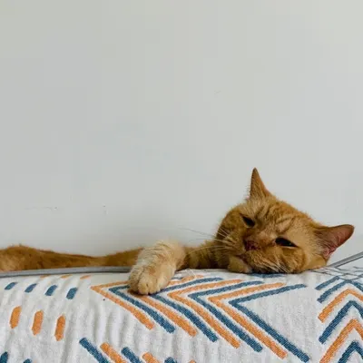 佩姬的夢幻世界的沙龍