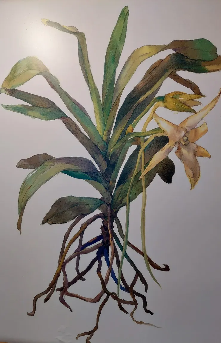 大彗星風蘭插圖 花朵背後有長達30公分的花距