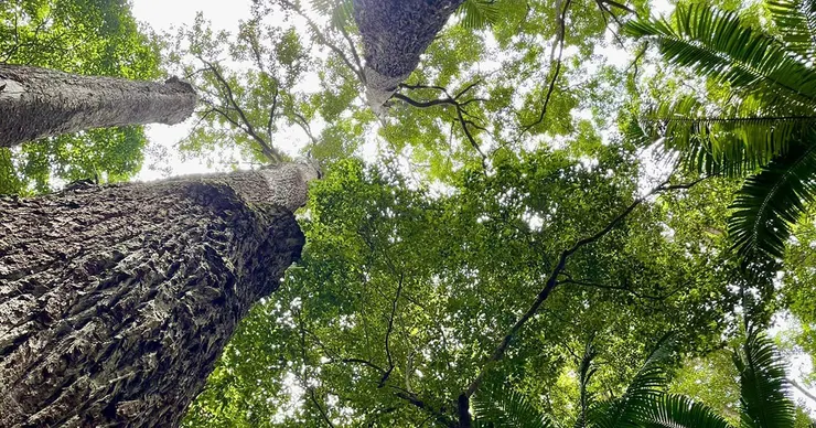 當我們仰望山林。