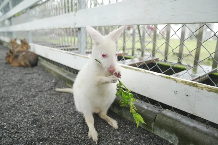 雙手進食的澳洲白袋鼠好不容易才躲開一直來搶食的山羌群。(攝影/曾耀玄)