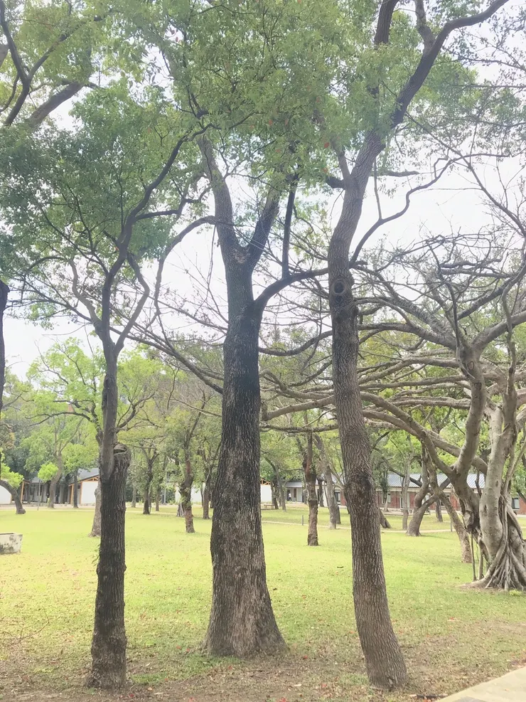 走出木棧道後右轉即達虎頭山新創園區,走入園區一片綠意