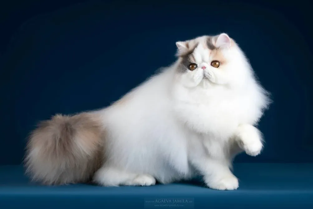 艾莉絲貓舍~加菲貓.波斯貓.英國短毛貓.布偶貓的沙龍