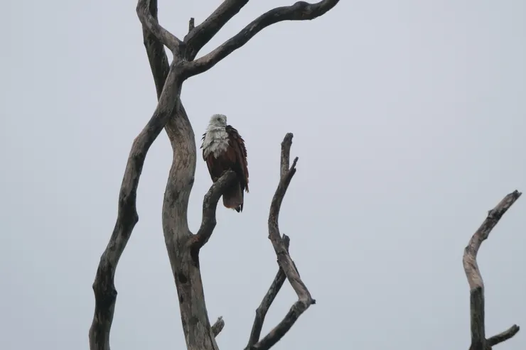 濕了的Brahminy Kite