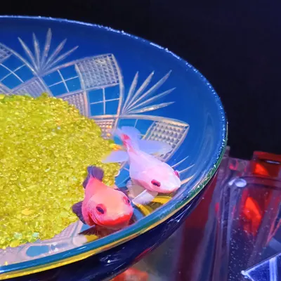 《金魚的記憶，與那些被溫柔收藏的日子》