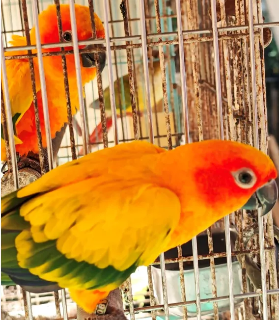 太陽錐尾鸚鵡:中型鸚鵡（約30cm），外觀極具辨識度。全身覆蓋耀眼的金黃色羽毛，頭頂與腹部帶有橘紅色調，翅膀邊緣為深綠色。眼睛周圍有一圈明顯的白色裸皮，這是錐尾鸚鵡的典型特徵。