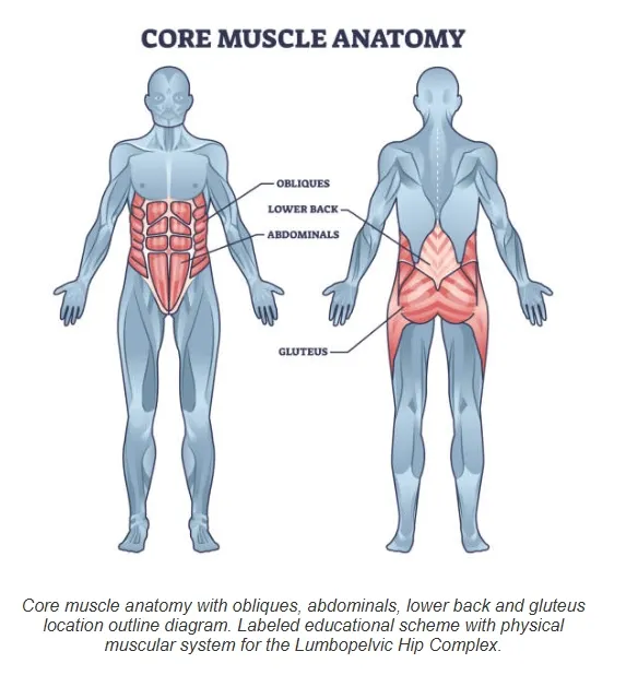 這是核心肌群，特別是潛層的肌群，專門與大動作有關。