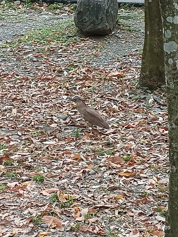 衰颯滿目，自拍攝