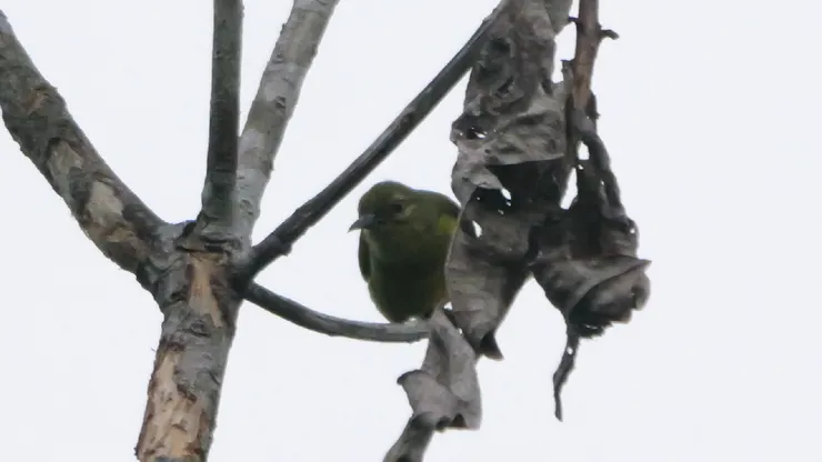 Great Iora 大綠雀鵯