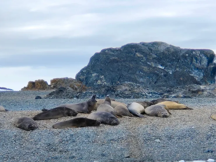 岸邊石灘上的象海豹。