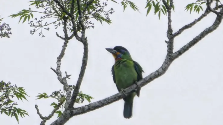 黑眉擬啄木鳥@香港