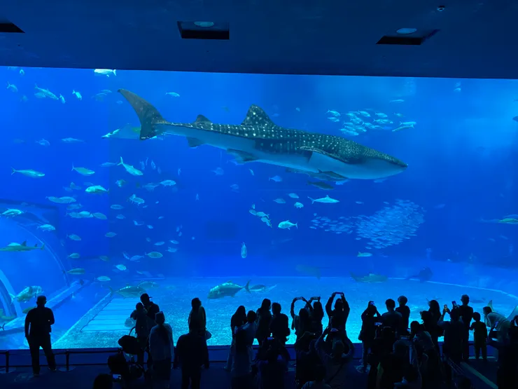 水族館內最具代表性的鯨鯊~~