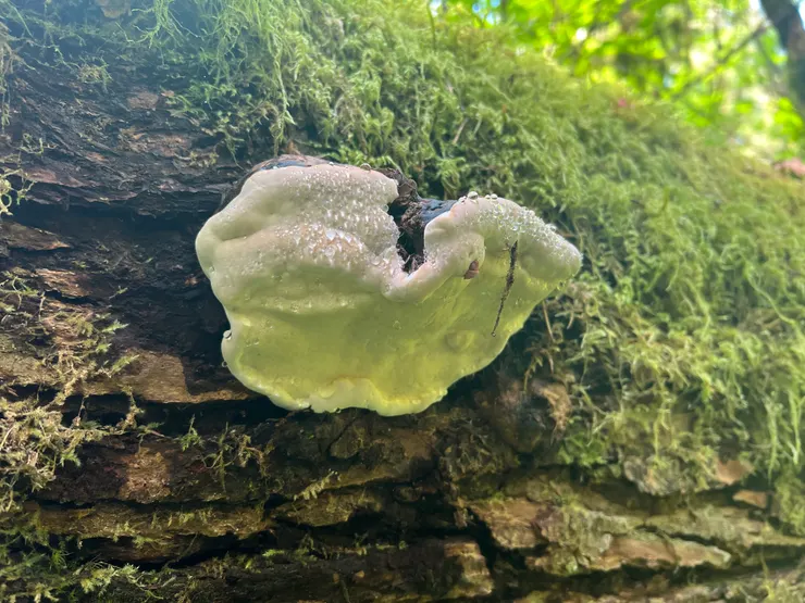 這應該不是菇？