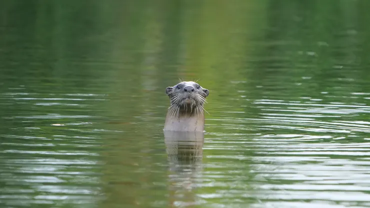 水獺出沒注意