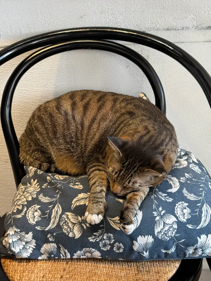 2月看到的貓主子