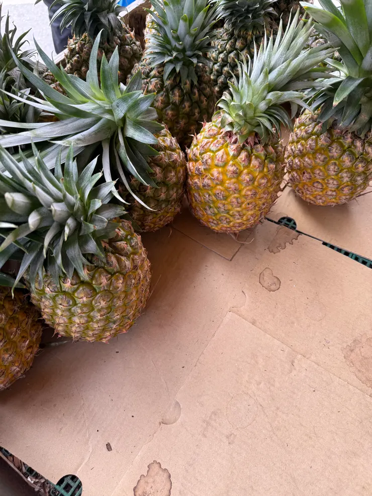 2025/10/01 胖胖的鳳梨