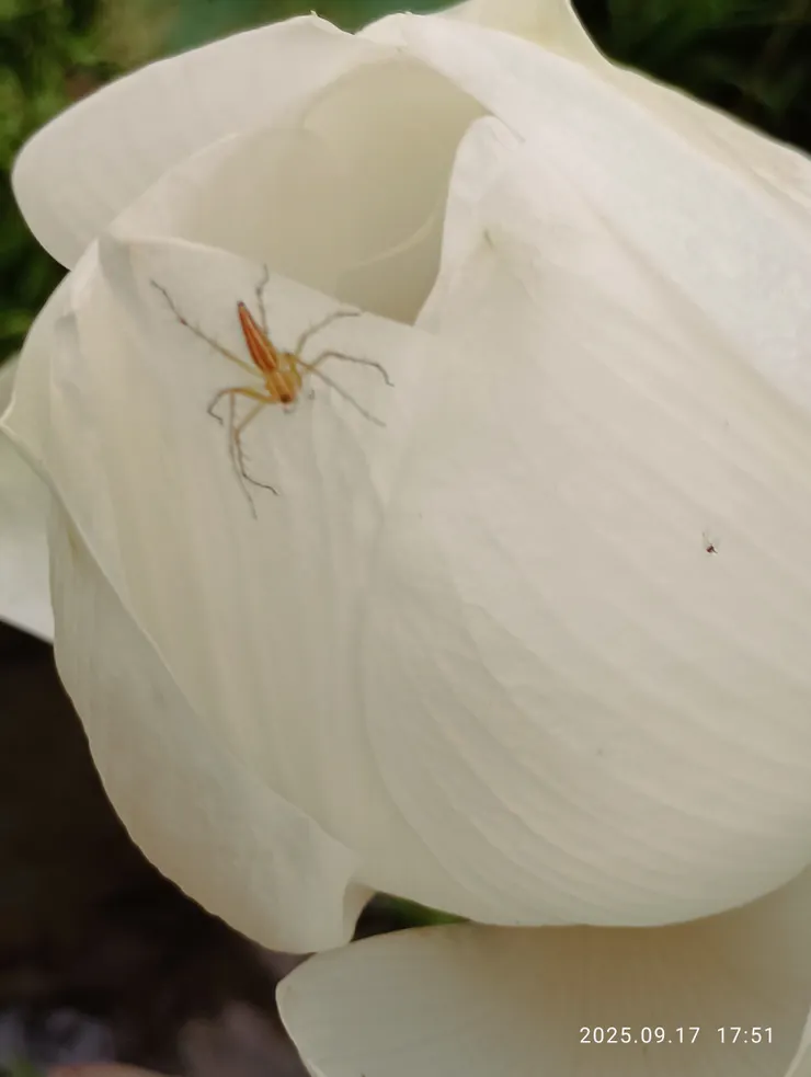 每於花朵上見隨花顏變色的蜘蛛或螳螂，近年蘭花螳螂不曾見過；阿塱壹古道最特殊的是“蟹蛛”，長得像螃蟹的蜘蛛