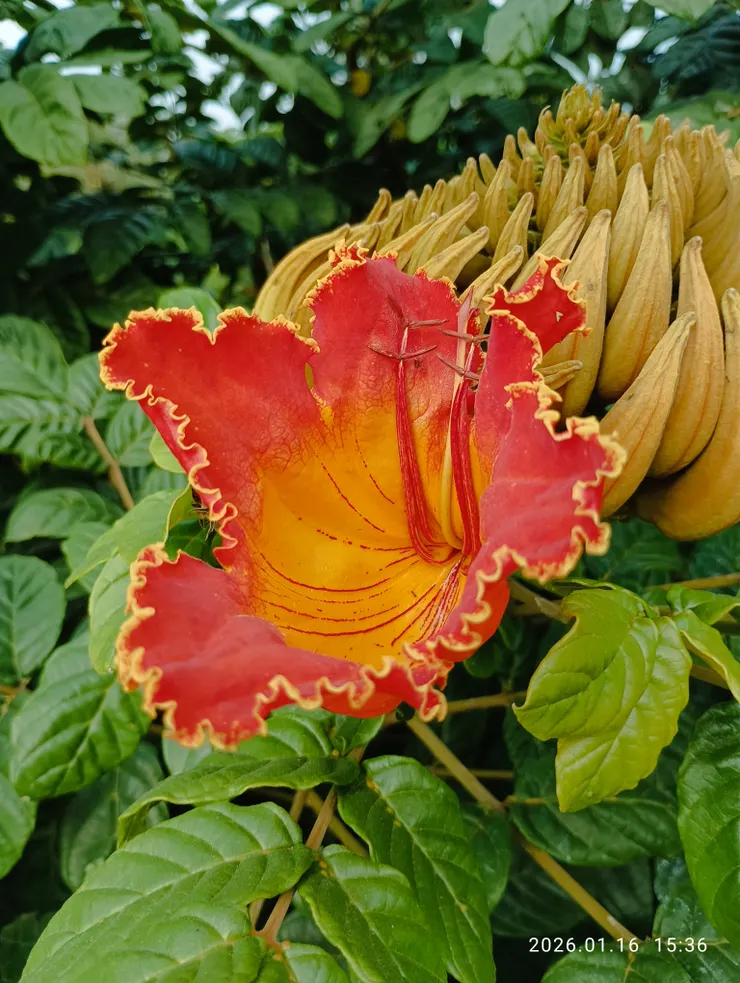 火焰木花開，弦月型的花苞次第開花，開盡則花期了矣