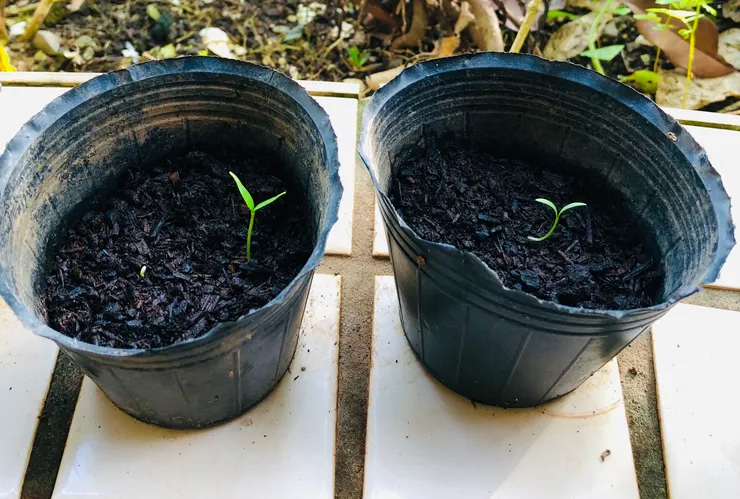 隔了兩天後～左邊：甜不辣辣椒，右邊：美國芫荽