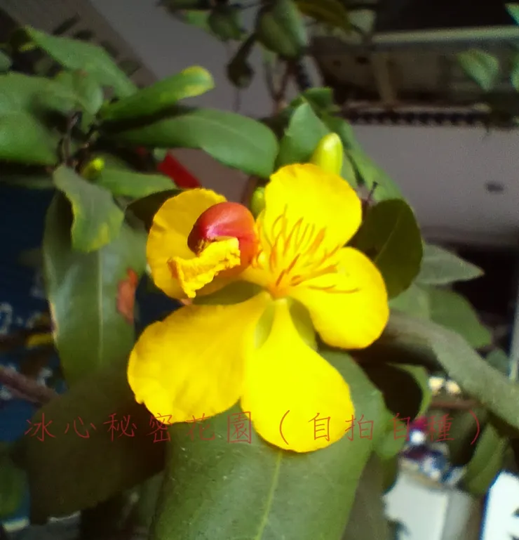 冰心秘密花園(自拍自種)