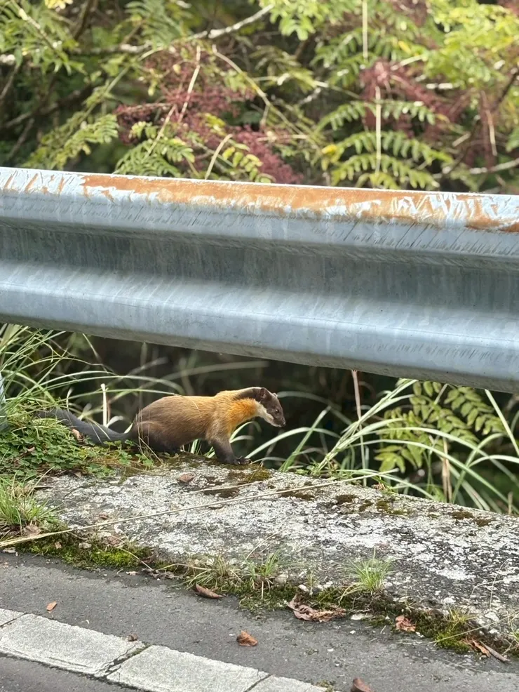前往山毛櫸步道的路上，偶遇可愛的黃喉貂。