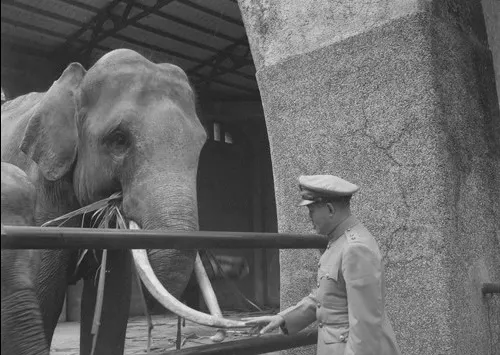 孫立人將軍不捨阿妹，阿妹也默默凝望老長官。羅超群攝影，羅廣仁典藏