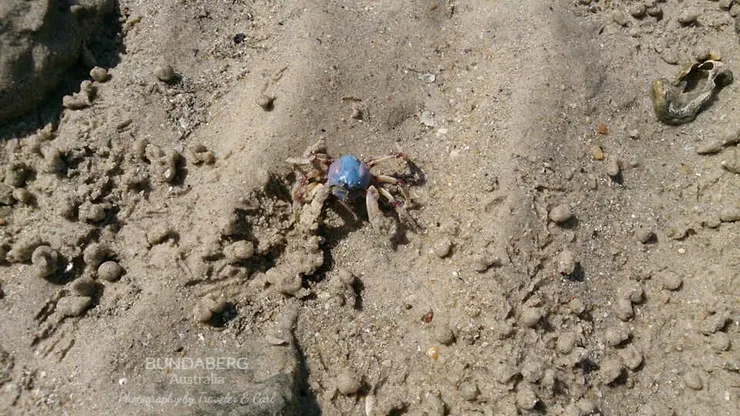 藍兵蟹 Blue Soldier Crab，藍色造型非常特別