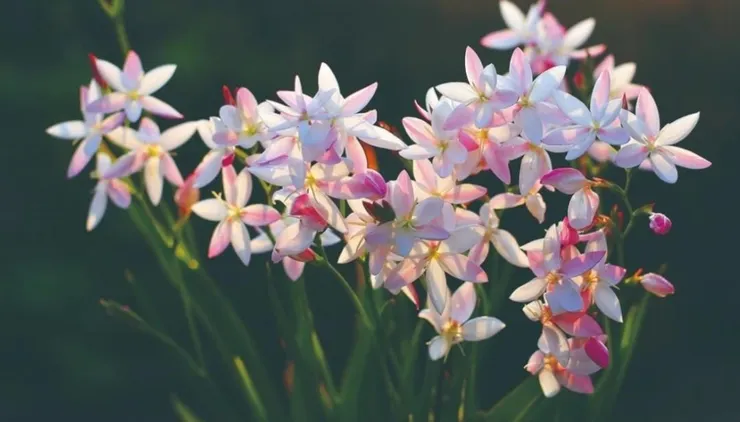 兜狀夜鳶尾(Hesperantha cucullata)