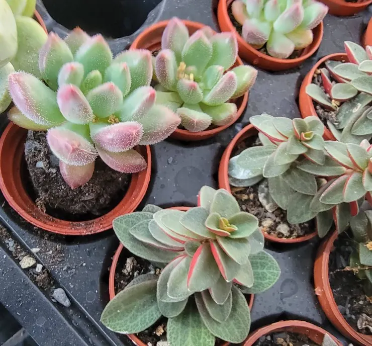 20240324 - 紅脣與紅蘋果椒草