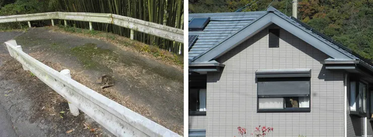 這一趟遍路，碰到不少貓咪