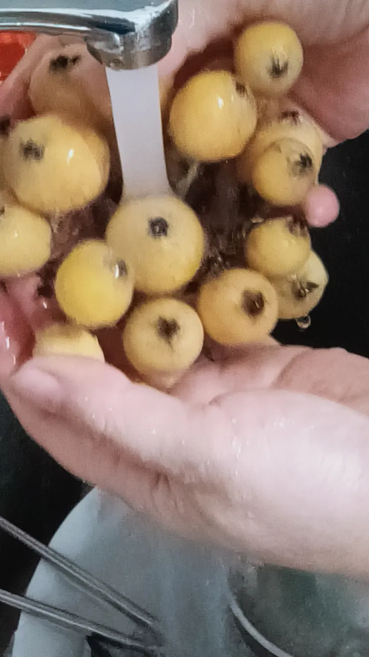 真的很像是菌菇，可惜是琵琶