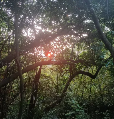 紅鳩飛去紅頭嶼找紅頭綠鳩一起去貓嶼找紅燕鷗