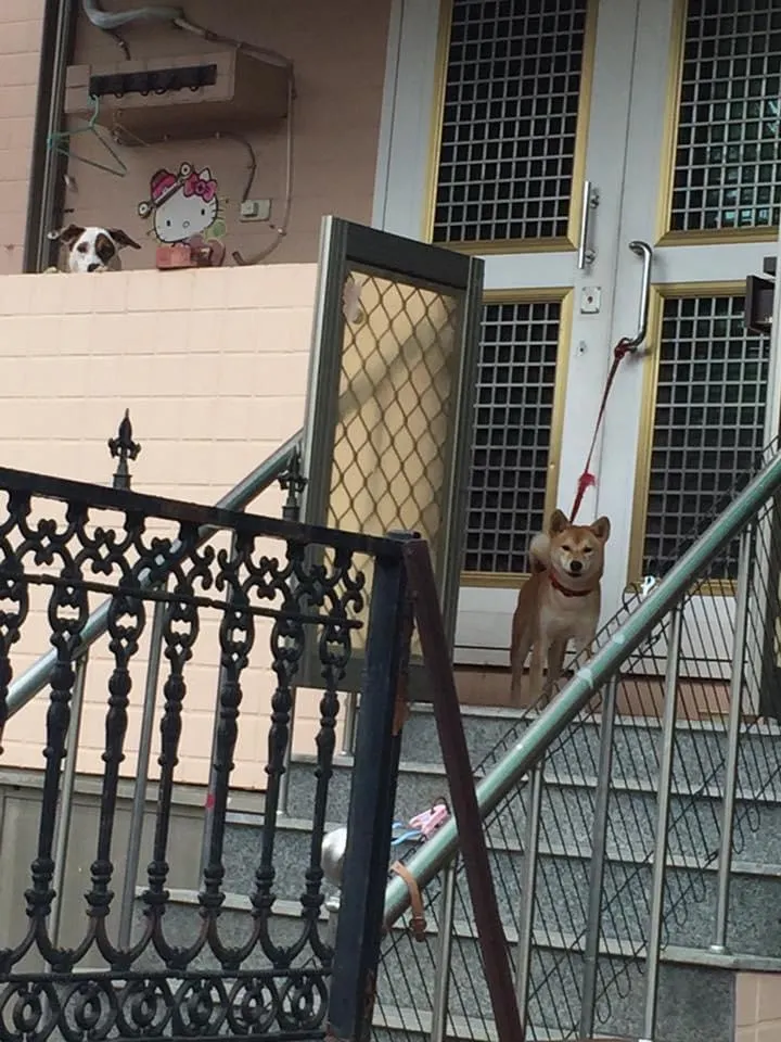 大樓隔壁還有狗狗🐶