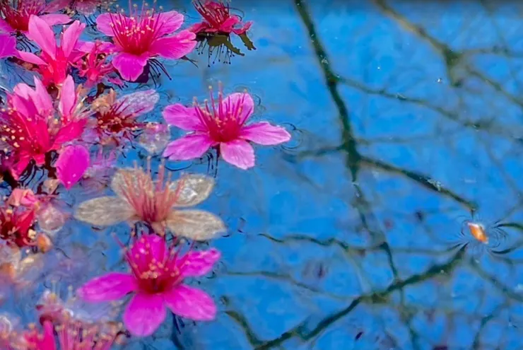 被櫻花吻過的溪水，才是春天最浪漫的情書