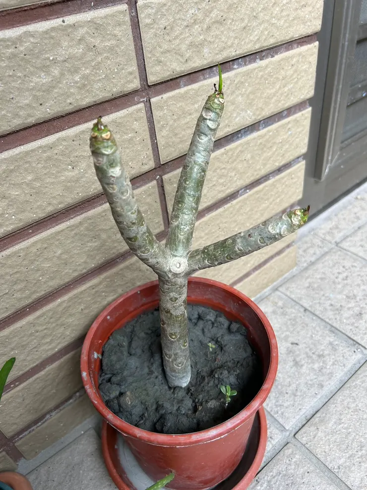 雞蛋花，冒出小枝芽~~