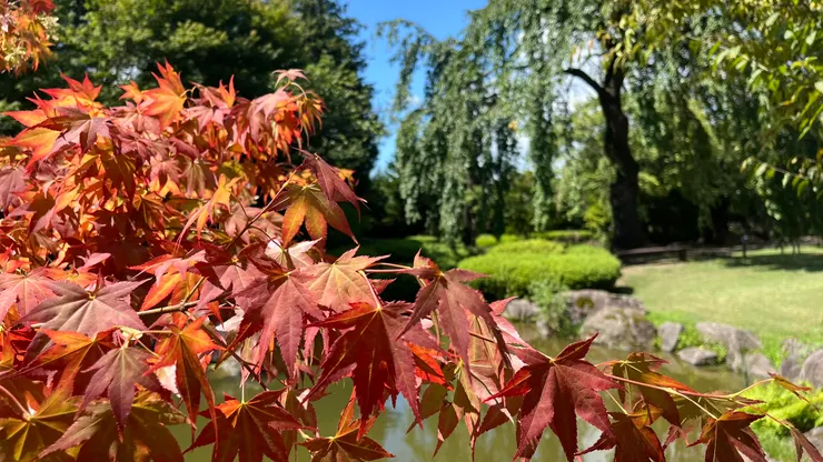 不少人會來此賞楓。