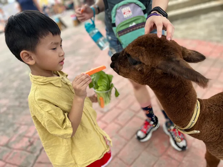 小羊駝很可愛，毛很軟