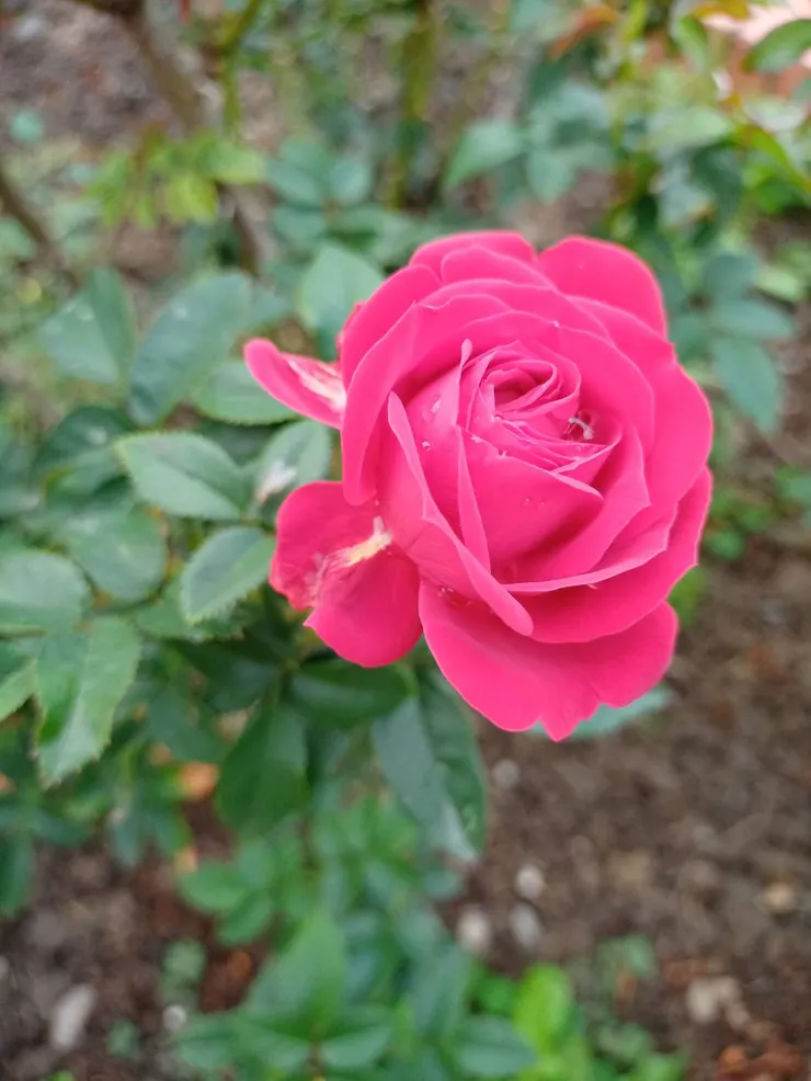 花名：紅隊長。