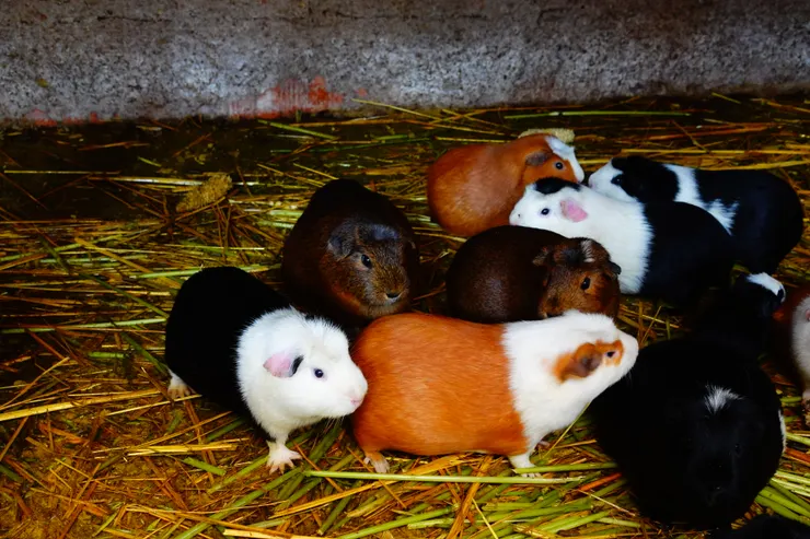 攝於庫斯科羊駝養育中心，除了品種繁多的羊駝、也養了好幾窩可愛到不行的天竺鼠!!