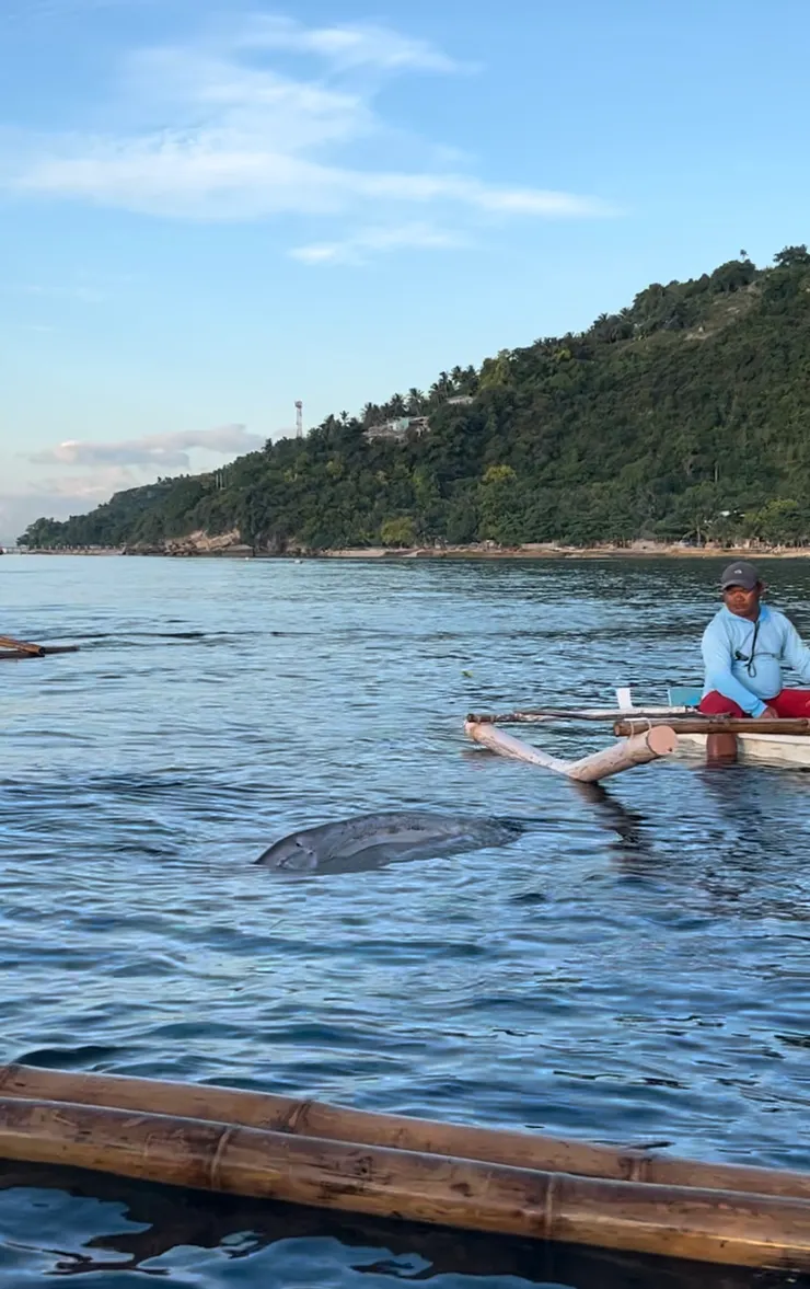 可愛的鯨鯊在我們身邊游來游去