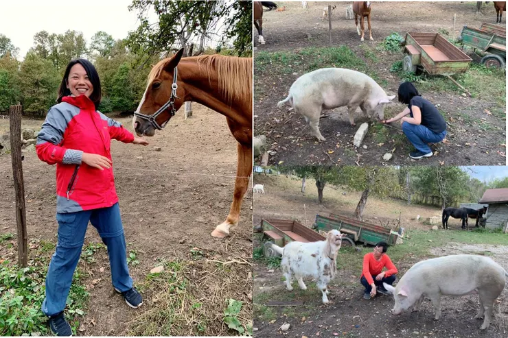 很多動物可以餵食